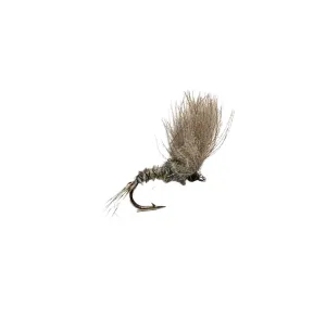 CDC Cripple - BWO