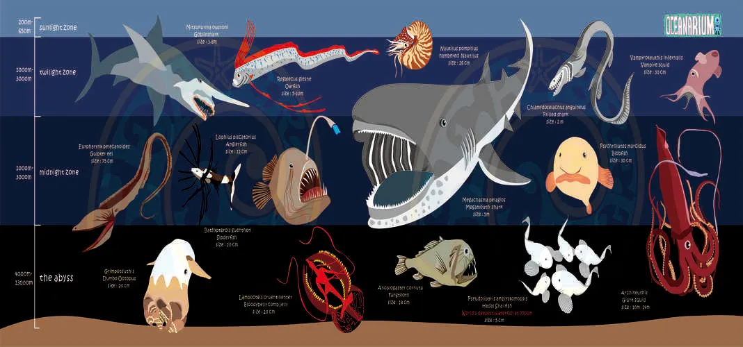 DEEPSEA MARINELIFE DRY TOWEL