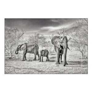 Dry Season (BW)
