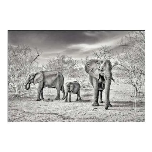 Dry Season (BW)